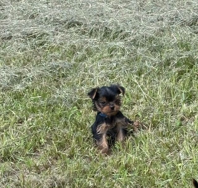 Yorkshire Terrier Puppies media 7
