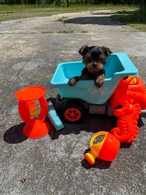 Yorkshire Terrier Puppies media 8