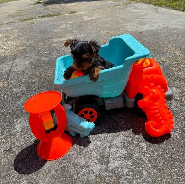 Yorkshire Terrier Puppies media 9