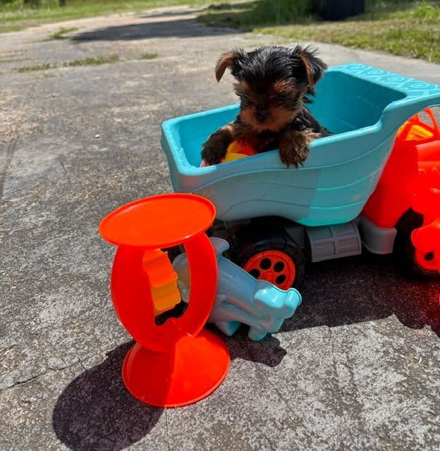 Yorkshire Terrier Puppies media 10