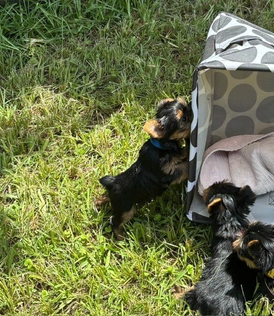 Yorkshire Terrier Puppies media 11