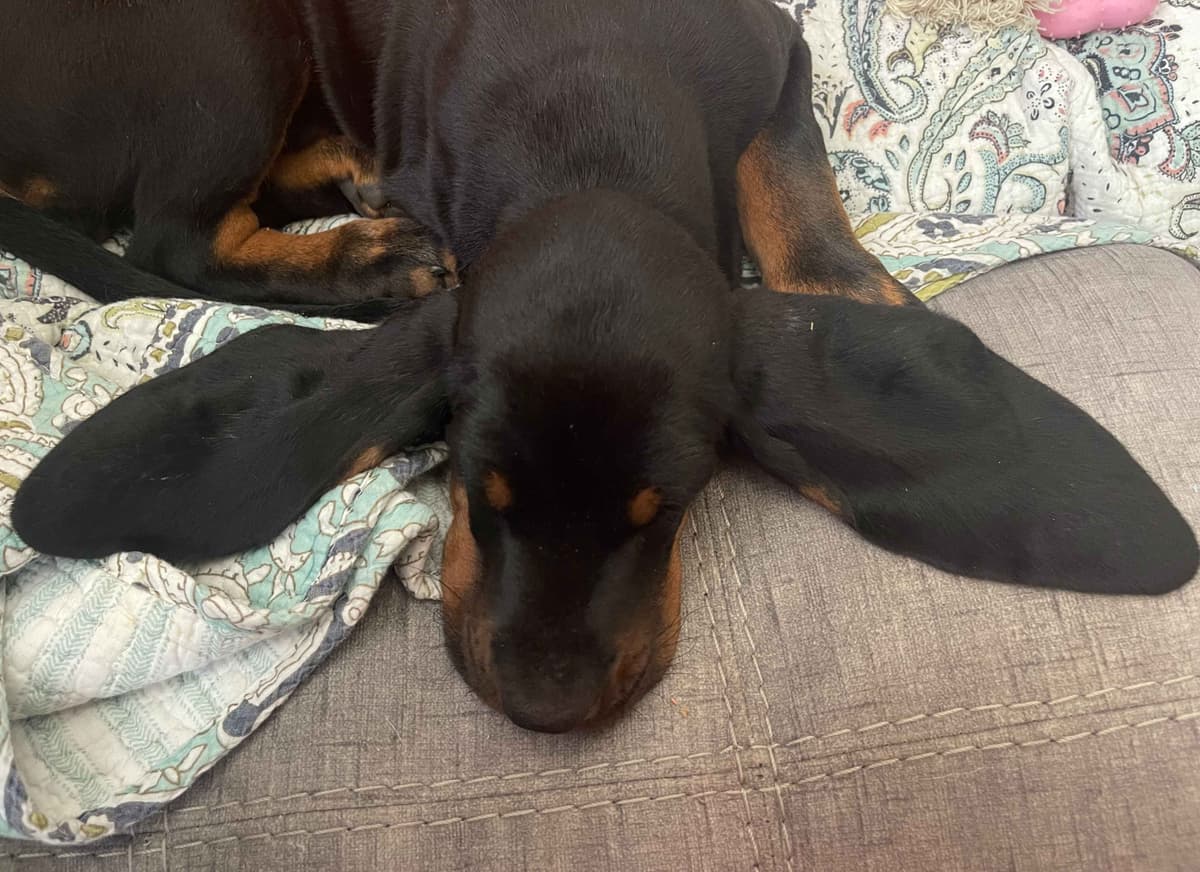 Tejas Black and Tan Coonhounds breeder image 5