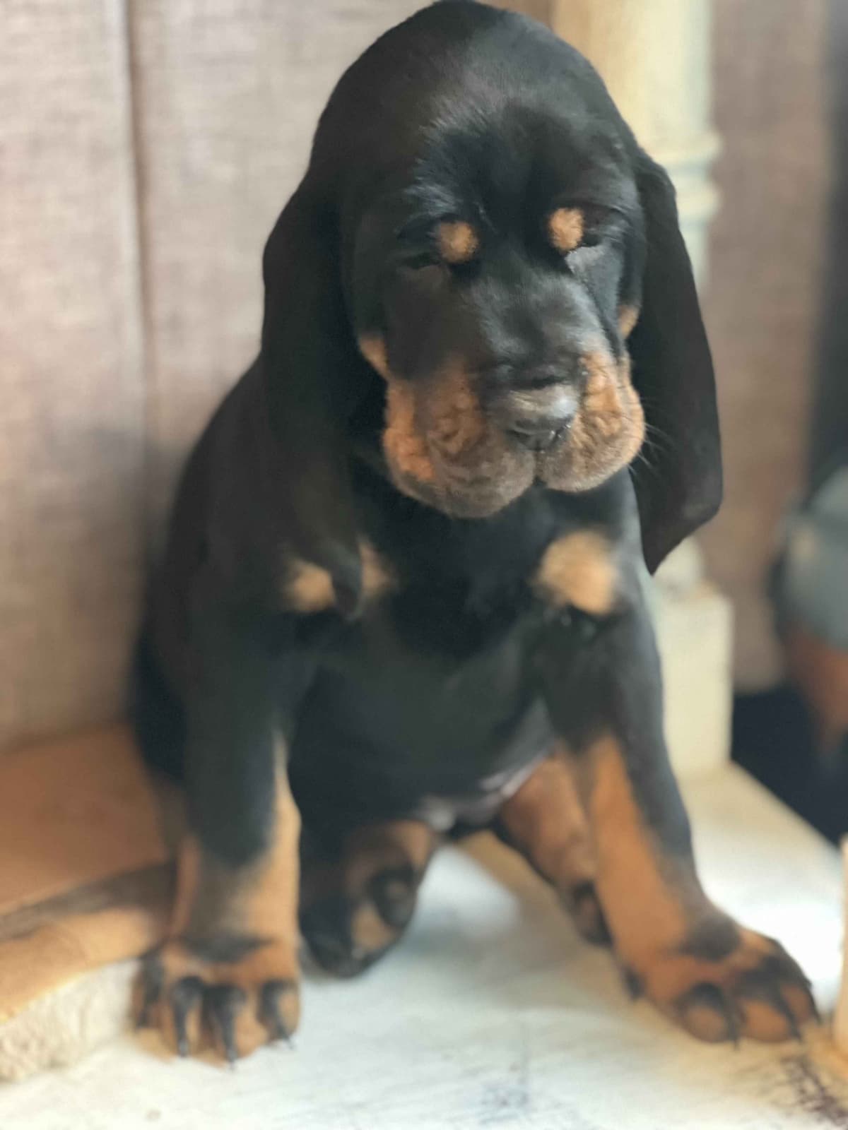 Tejas Black and Tan Coonhounds breeder image 3