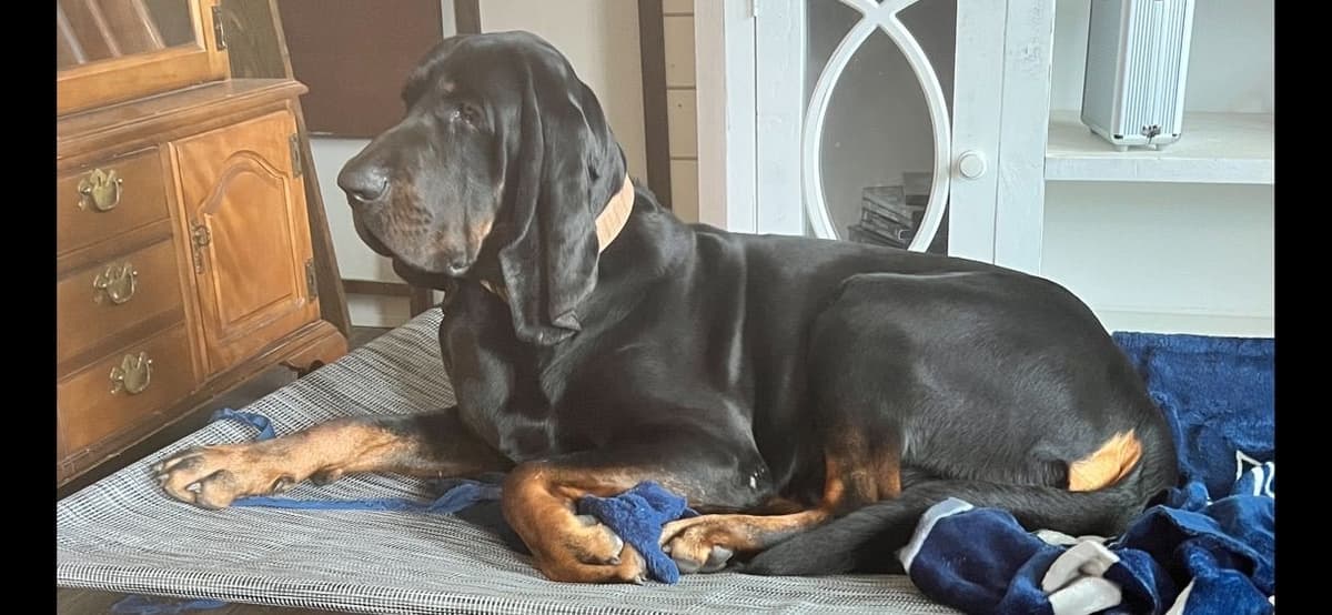 Tejas Black and Tan Coonhounds breeder image 1