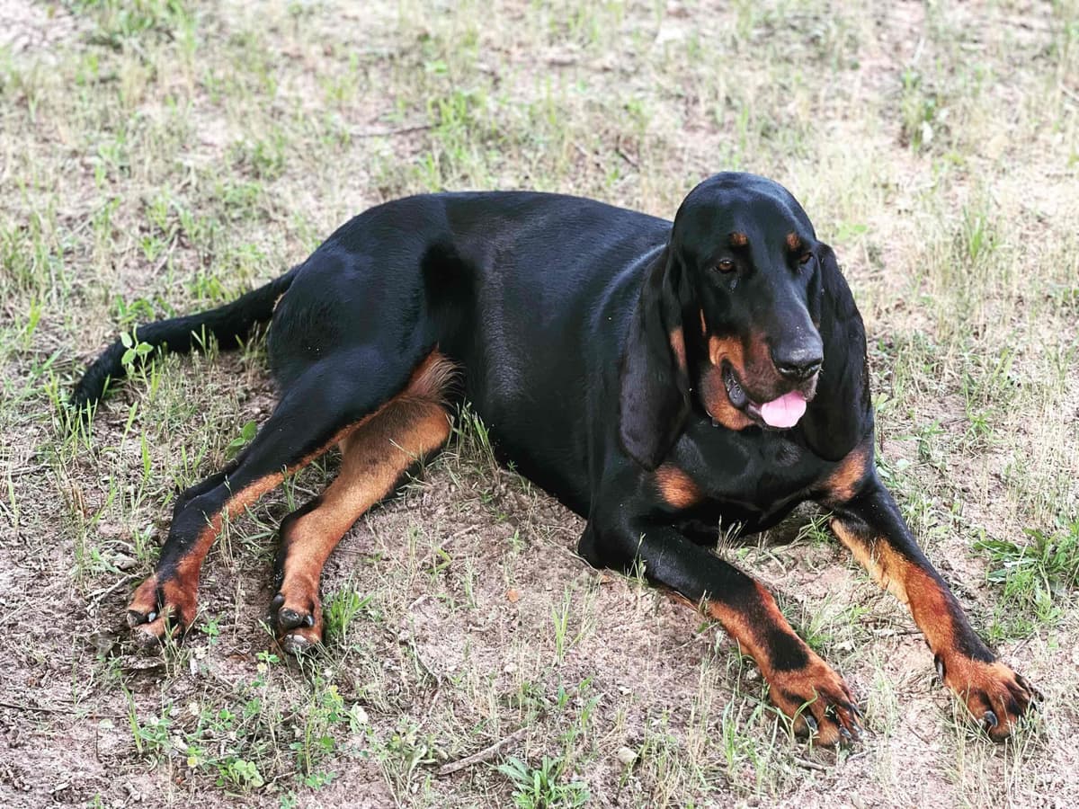 Tejas Black and Tan Coonhounds breeder image 4