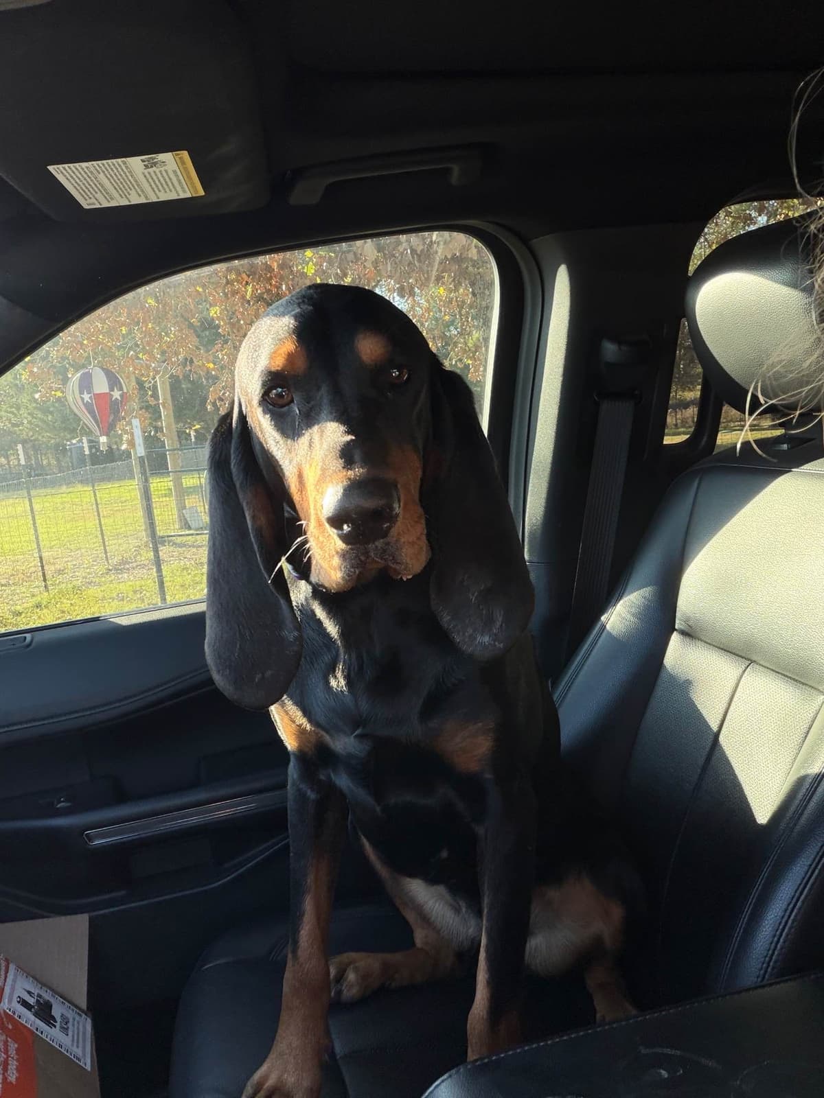 Tejas Black and Tan Coonhounds breeder image 7