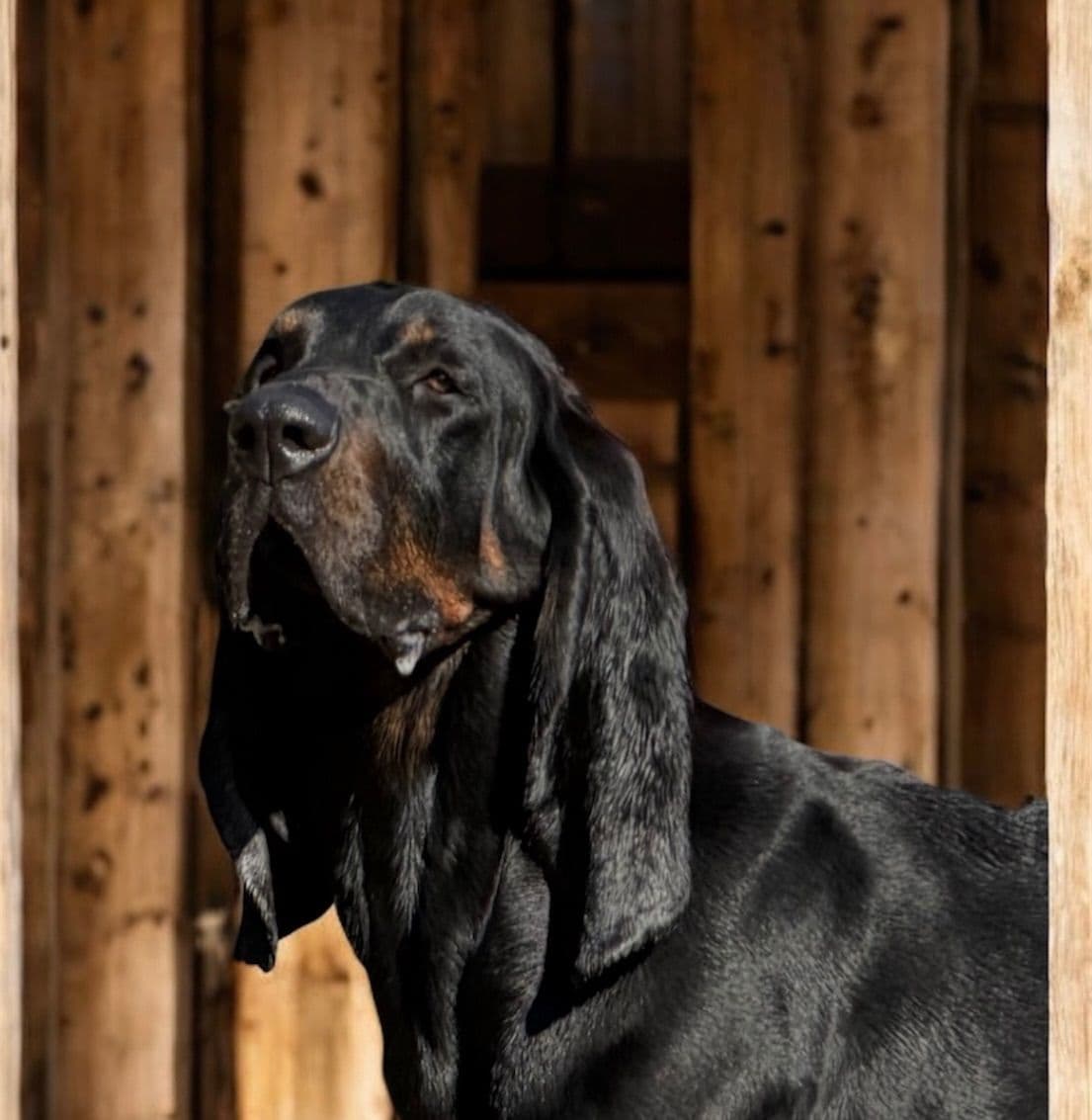 Tejas Black and Tan Coonhounds breeder image 6