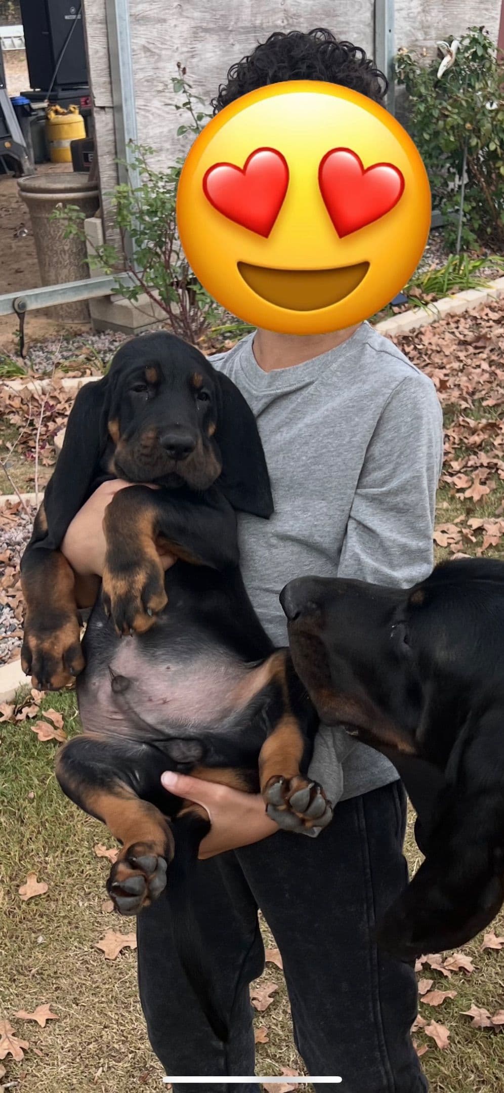 Tejas Black and Tan Coonhounds breeder image 8
