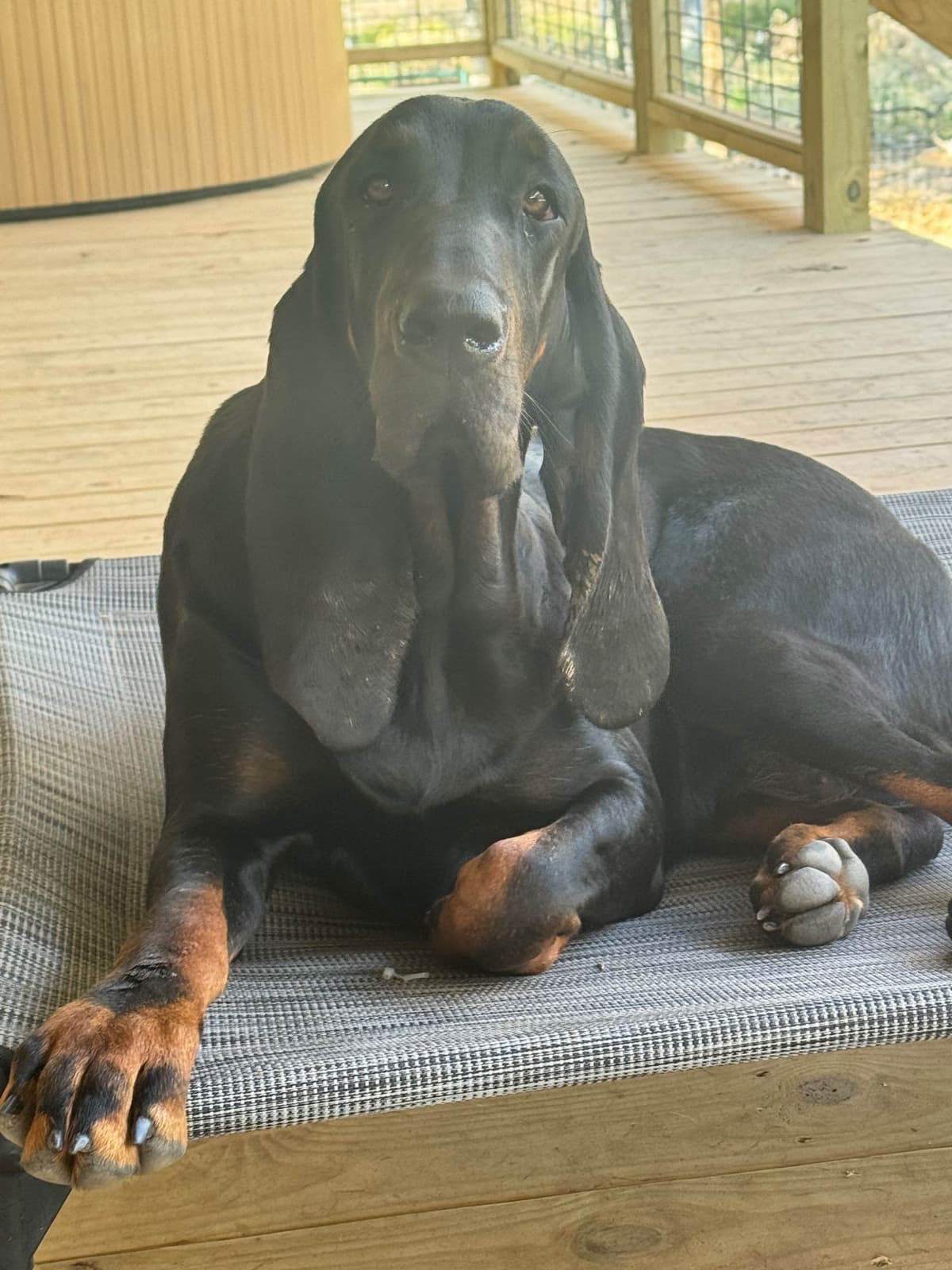 Tejas Black and Tan Coonhounds breeder image 9