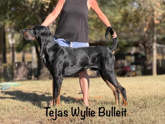 Tejas Black and Tan Coonhounds media 2