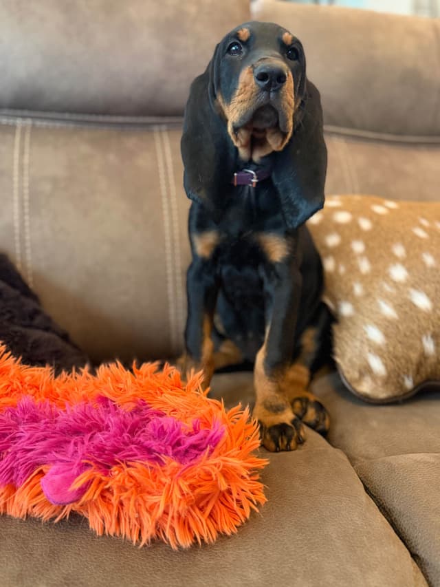 Tejas Black and Tan Coonhounds media 3