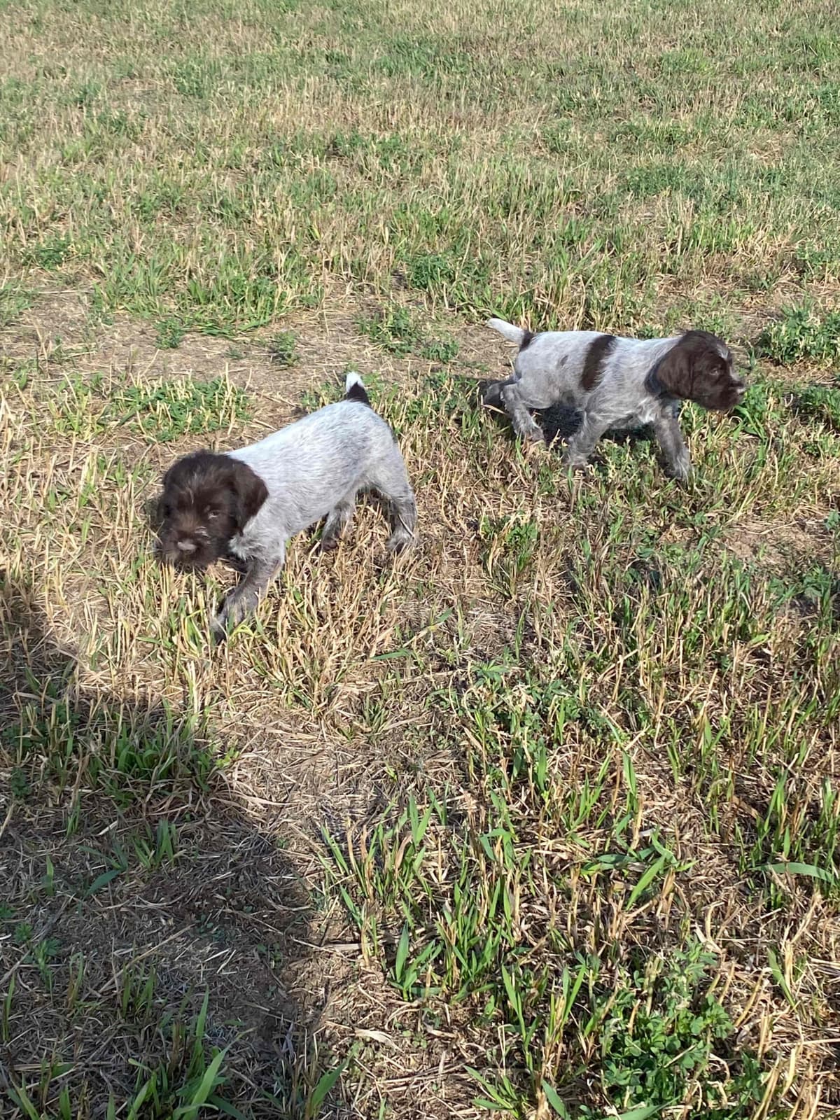 Wirehaired Pointing Griffon Puppies breeder image 1