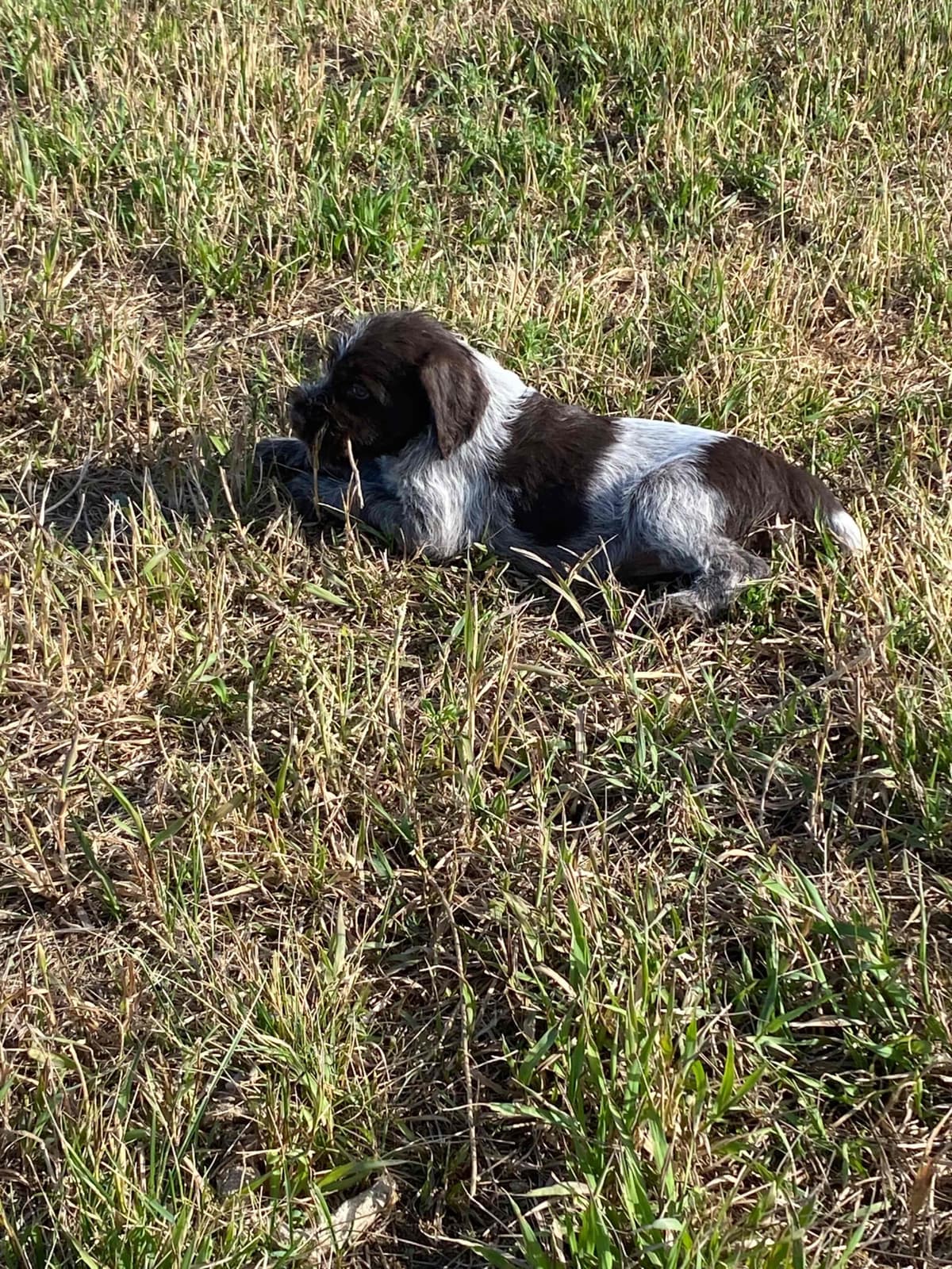 Wirehaired Pointing Griffon Puppies breeder image 2