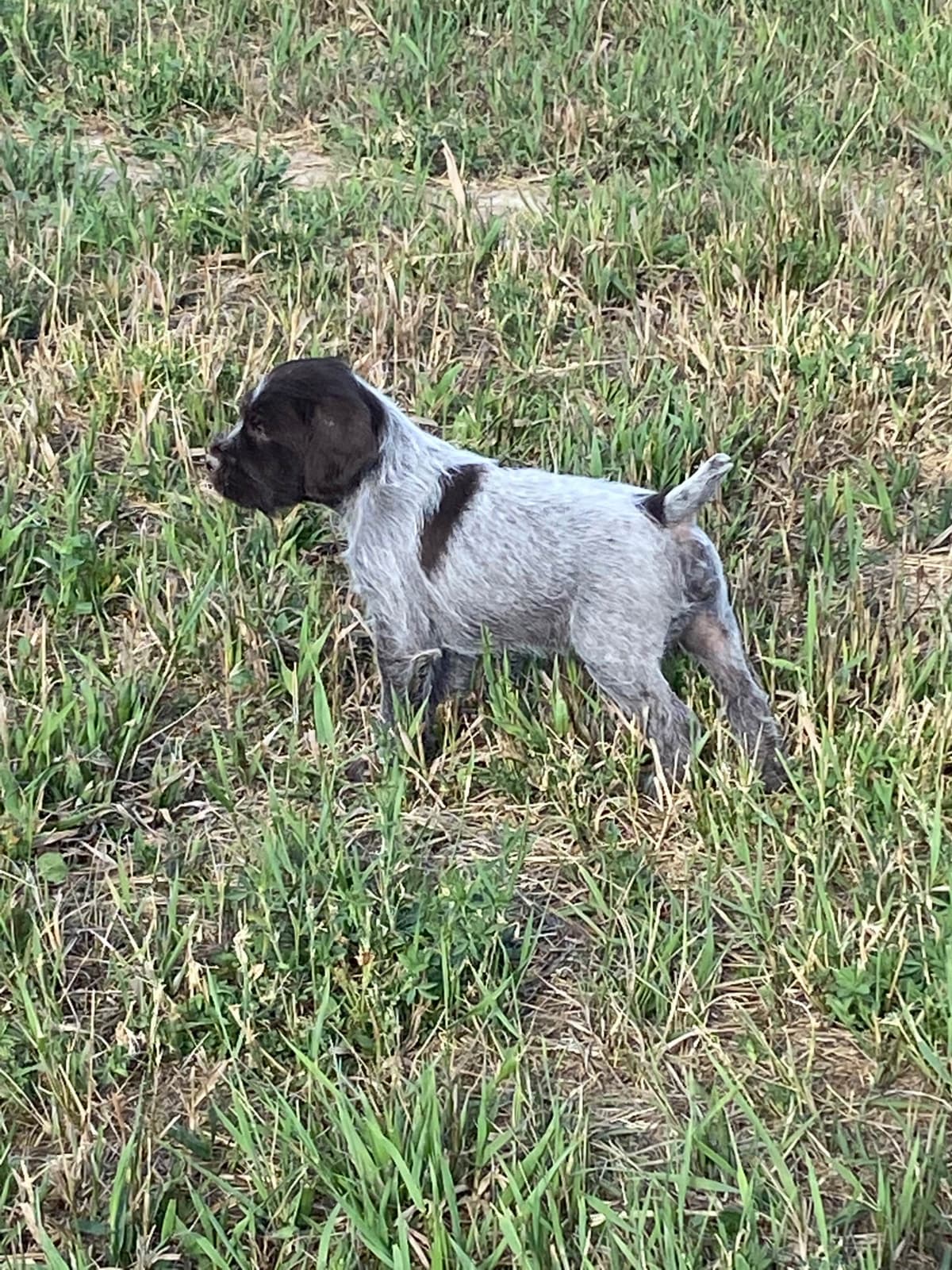 Wirehaired Pointing Griffon Puppies breeder image 4