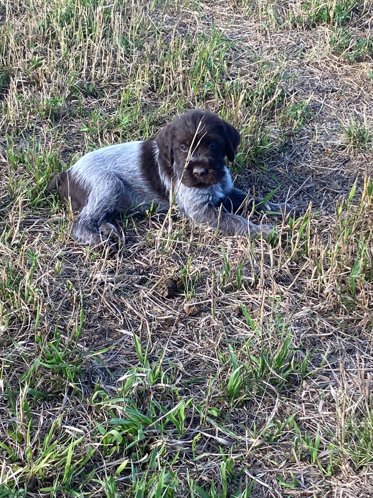 Wirehaired Pointing Griffon Puppies breeder image 6