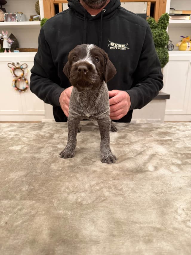 Wirehaired Pointing Griffon Puppies media 3