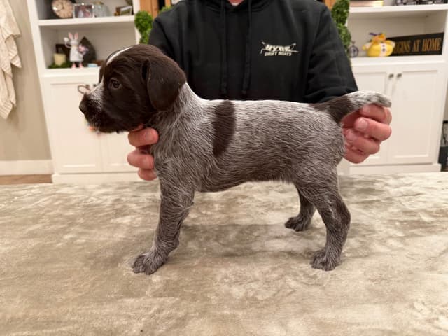 Wirehaired Pointing Griffon Puppies media 2