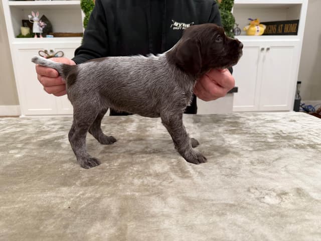 Wirehaired Pointing Griffon Puppies media 4