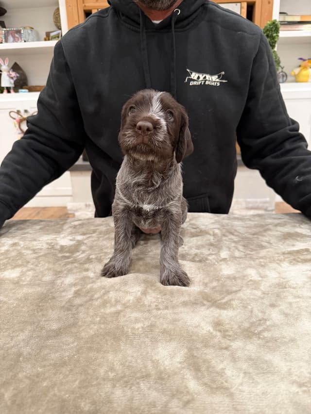 Wirehaired Pointing Griffon Puppies media 6