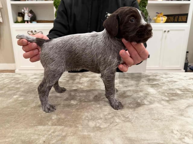 Wirehaired Pointing Griffon Puppies media 5