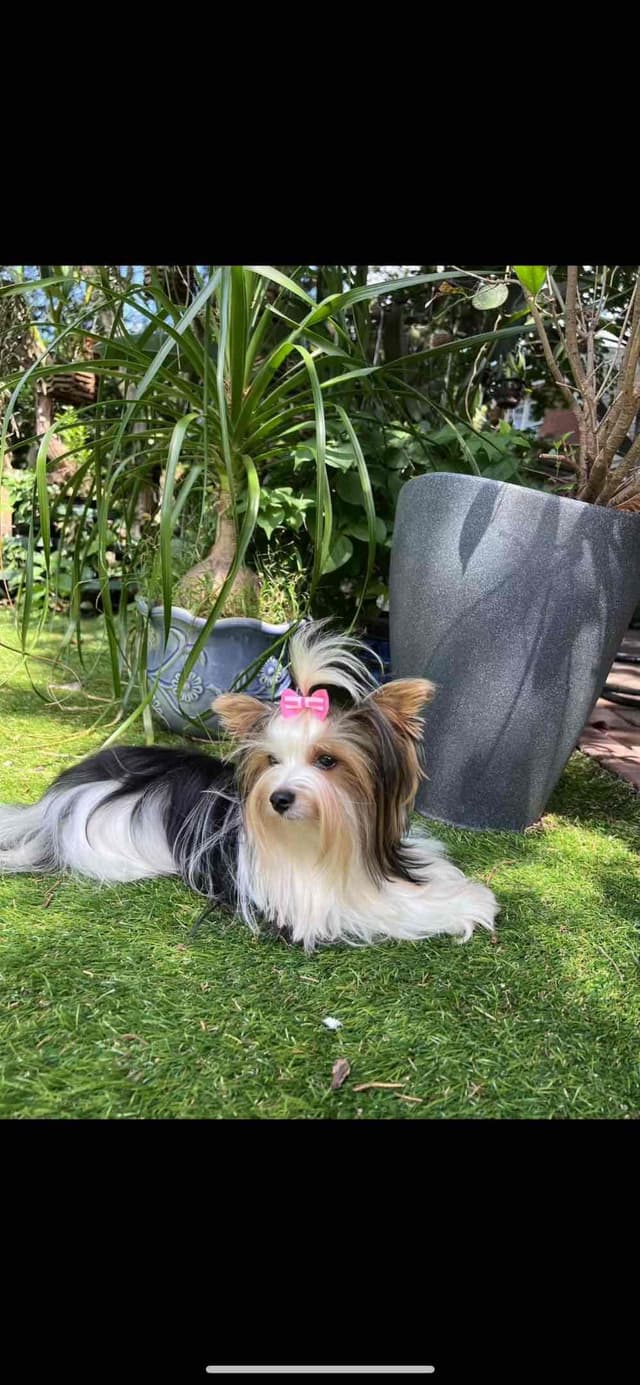 Biewer Terrier Puppies with Champion Bloodline media 2