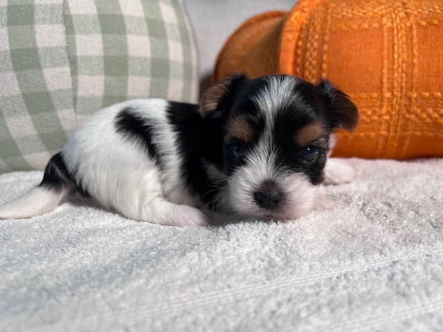 Biewer Terrier Puppies with Champion Bloodline media 3