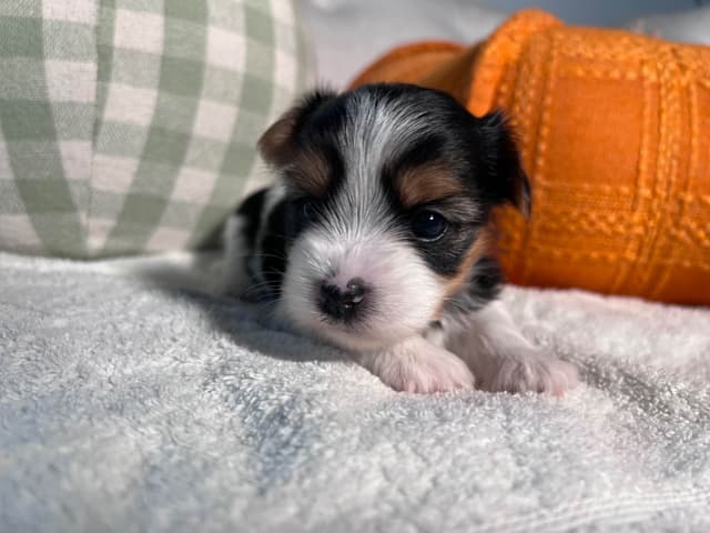Biewer Terrier Puppies with Champion Bloodline media 4