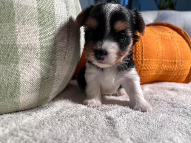 Biewer Terrier Puppies with Champion Bloodline media 5