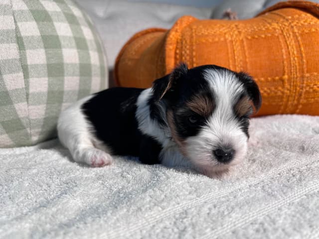 Biewer Terrier Puppies with Champion Bloodline media 6