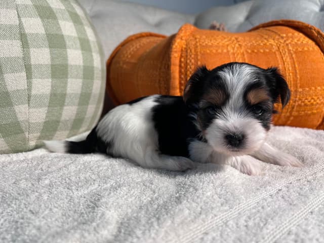 Biewer Terrier Puppies with Champion Bloodline media 7