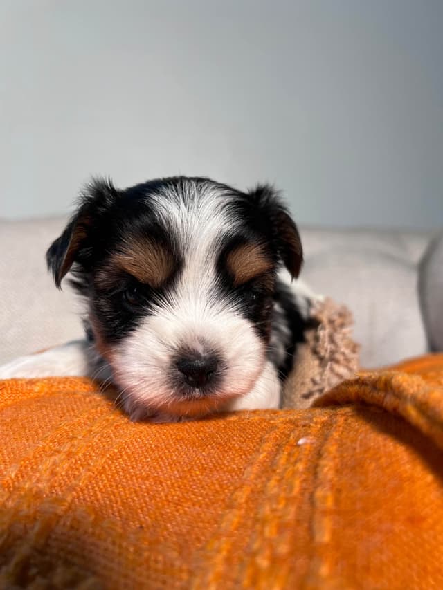Biewer Terrier Puppies with Champion Bloodline media 8
