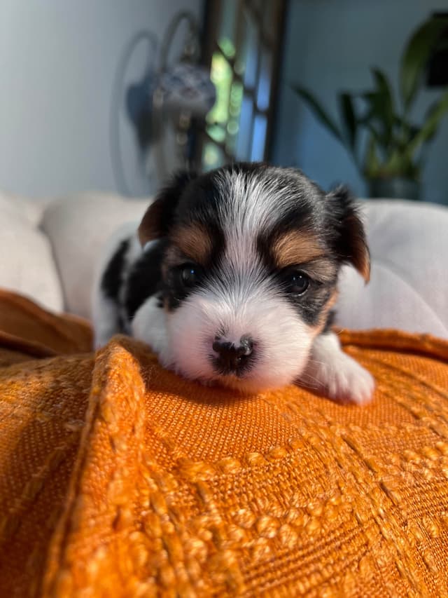 Biewer Terrier Puppies with Champion Bloodline media 9