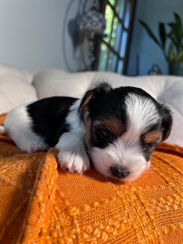 Biewer Terrier Puppies with Champion Bloodline media 10