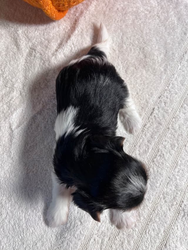 Biewer Terrier Puppies with Champion Bloodline media 11