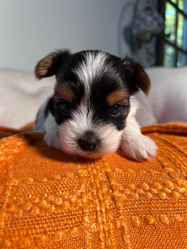 Biewer Terrier Puppies with Champion Bloodline media 12