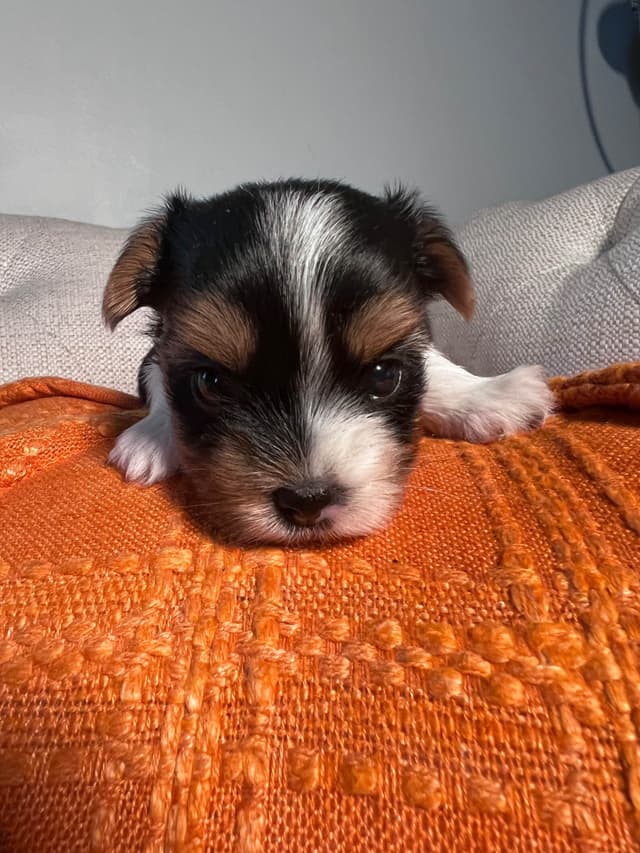 Biewer Terrier Puppies with Champion Bloodline media 14