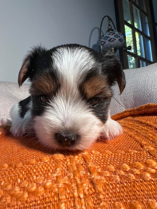 Biewer Terrier Puppies with Champion Bloodline media 13