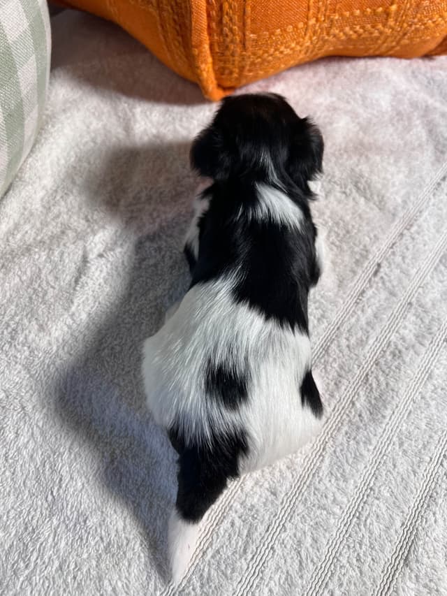 Biewer Terrier Puppies with Champion Bloodline media 15