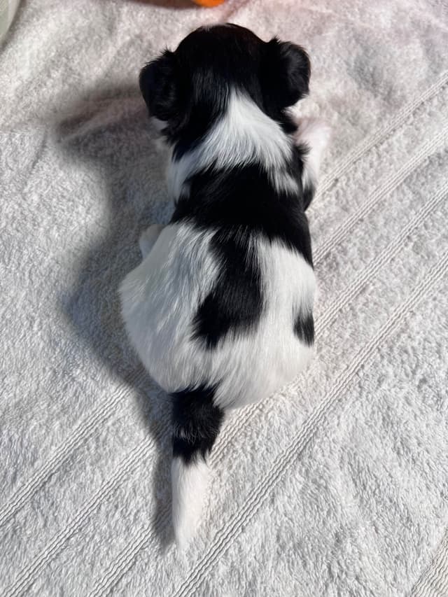Biewer Terrier Puppies with Champion Bloodline media 16