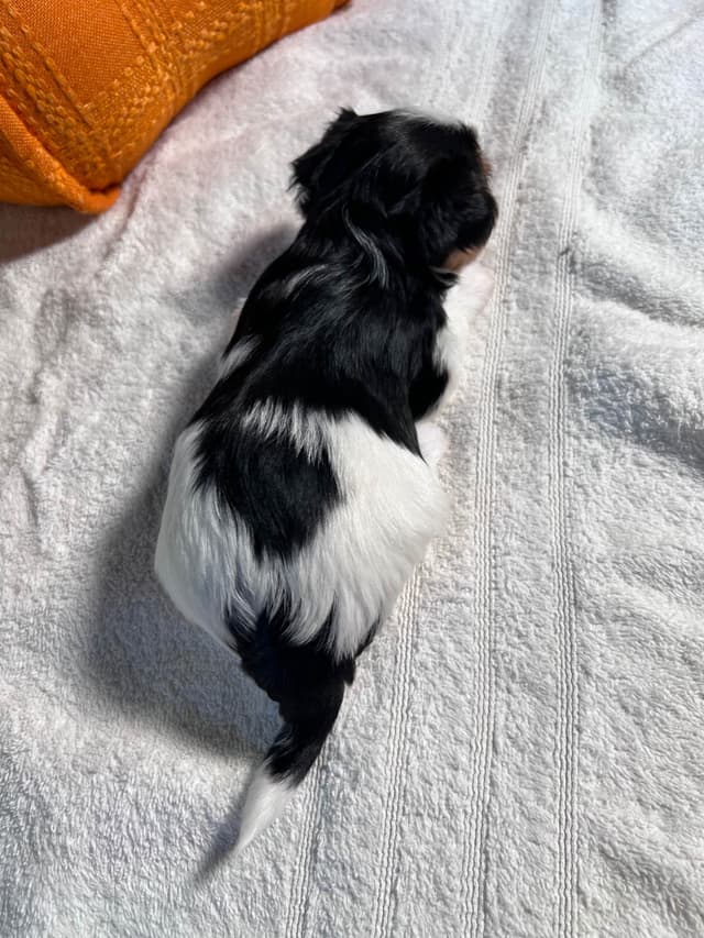 Biewer Terrier Puppies with Champion Bloodline media 18