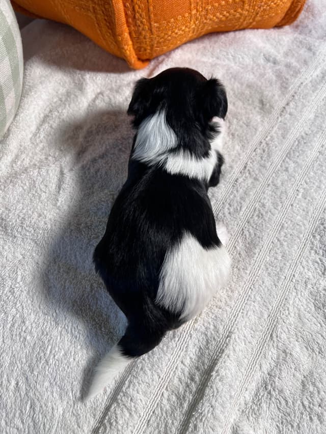 Biewer Terrier Puppies with Champion Bloodline media 17