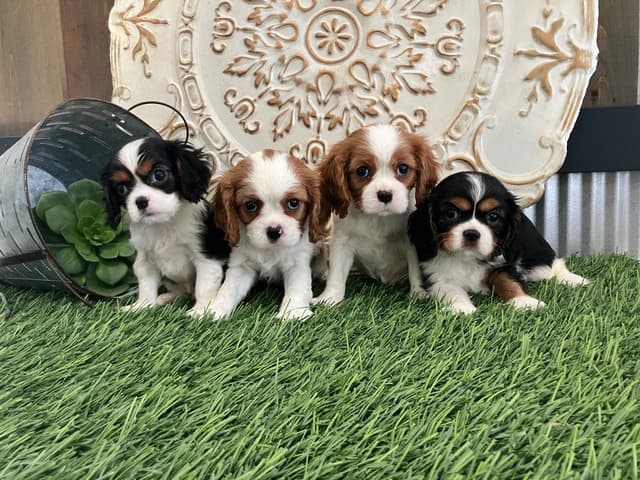 Cavalier King Charles Spaniel Puppies media 3