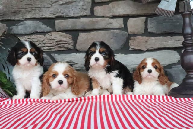 Cavalier King Charles Spaniel Puppies media 3