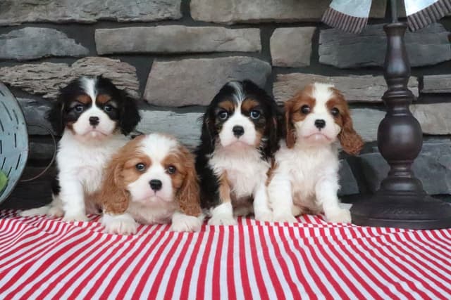 Cavalier King Charles Spaniel Puppies media 2