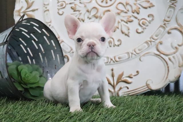 French Bulldog Puppies media 2
