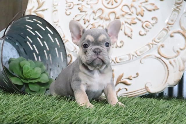French Bulldog Puppies media 3