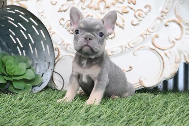French Bulldog Puppies media 4