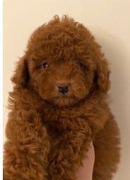 Golden Retriever Puppies breeder image 3