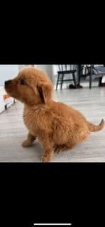 Golden Retriever Puppies media 2