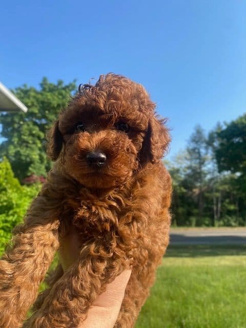 Poodle Puppies media 2
